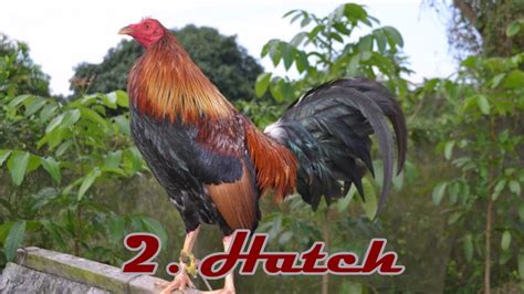 Lists of Filipino Gamefowl Breeders .
